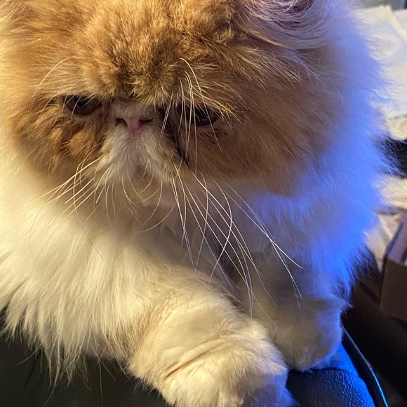 Meet your Posher, Posh - Picture 1 of 3